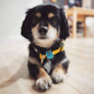 Meet your Posher, Diana